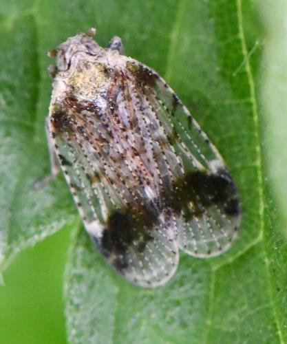 Réf. 302 869 : Cixius cunicularius